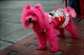 /album/nog-meer-grappige-plaatjes1/roze-hond-jpg1/